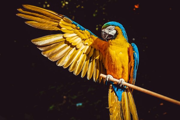 Bird training basics: teaching your parrot to talk